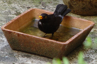 Amsel badet