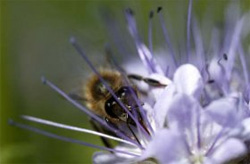 Abeille en train de butiner