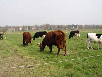 Kühe auf der Wiese auf der Domäne Dahlem in Berlin
