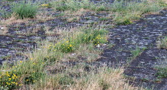 L'herbe qui pousse sur les anciennes pistes d'atterrissage