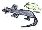 Szczur i mysz