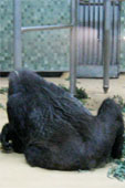 Vieille femelle gorille