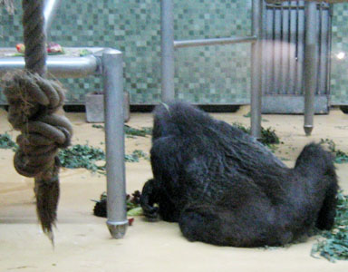 La femelle gorille Fatou