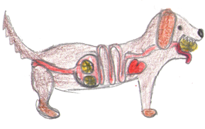 Hund mit Tennisbällen im Magen