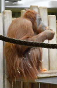 Femelle orang-outan