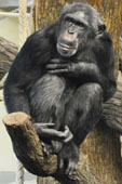 Schimpanzé