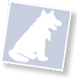 Facebook Profilbild von einem Wolf